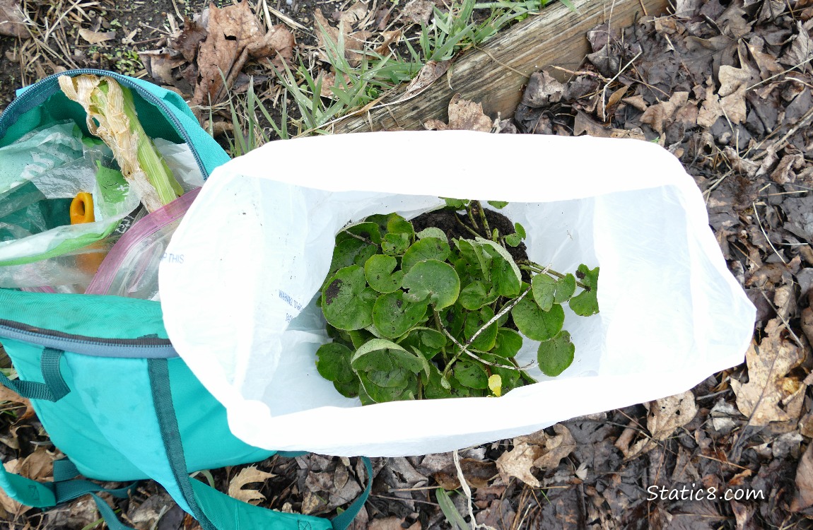 Lesser Celandine in a white trash bag, next to an open back pack