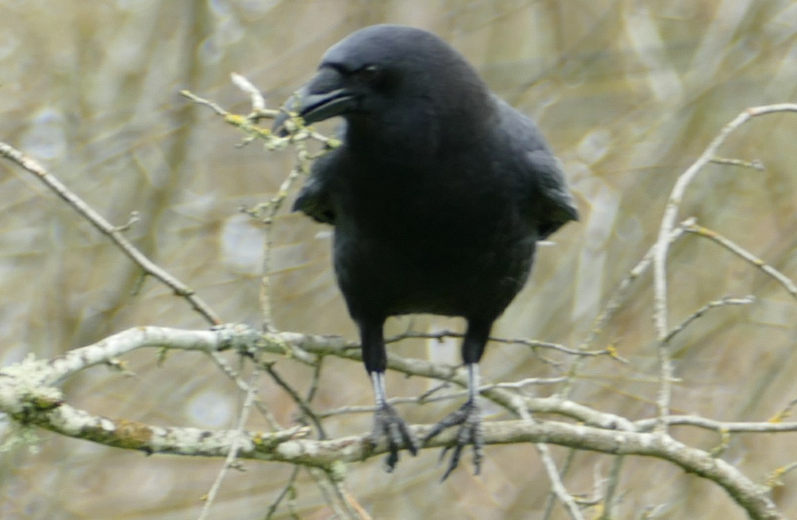 Crow standing on a stick holding a twig in her beak