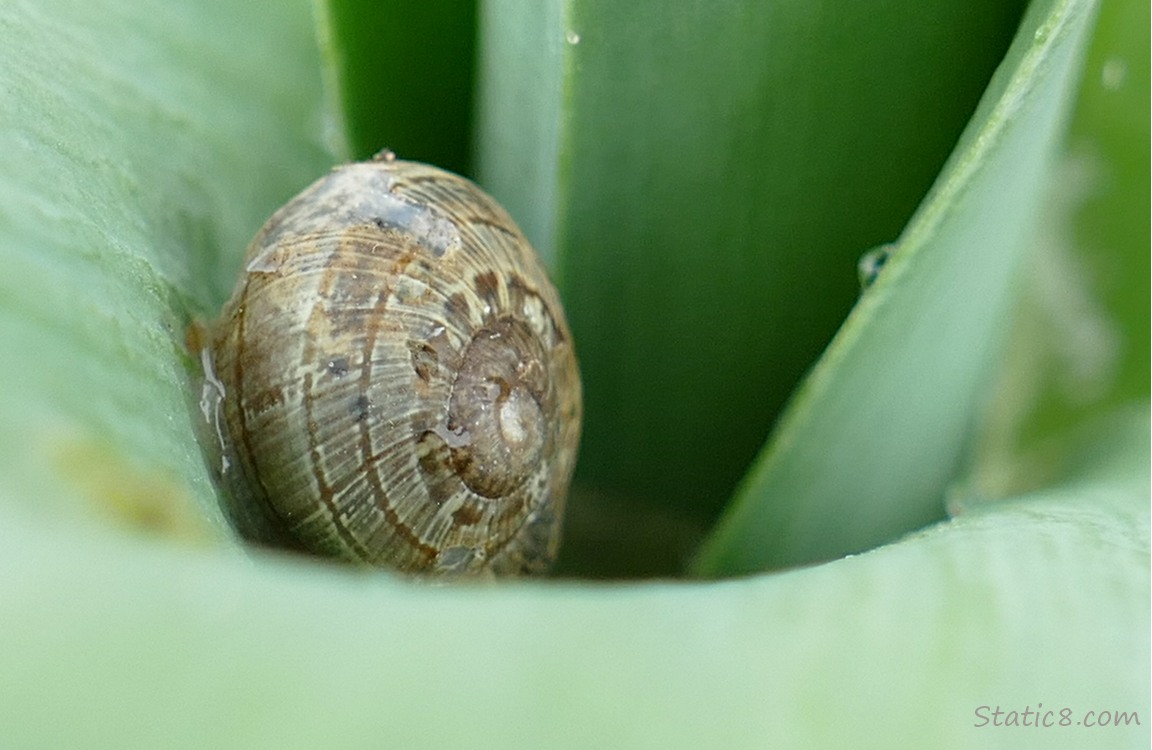 Snail shell in the folds of a leek plant