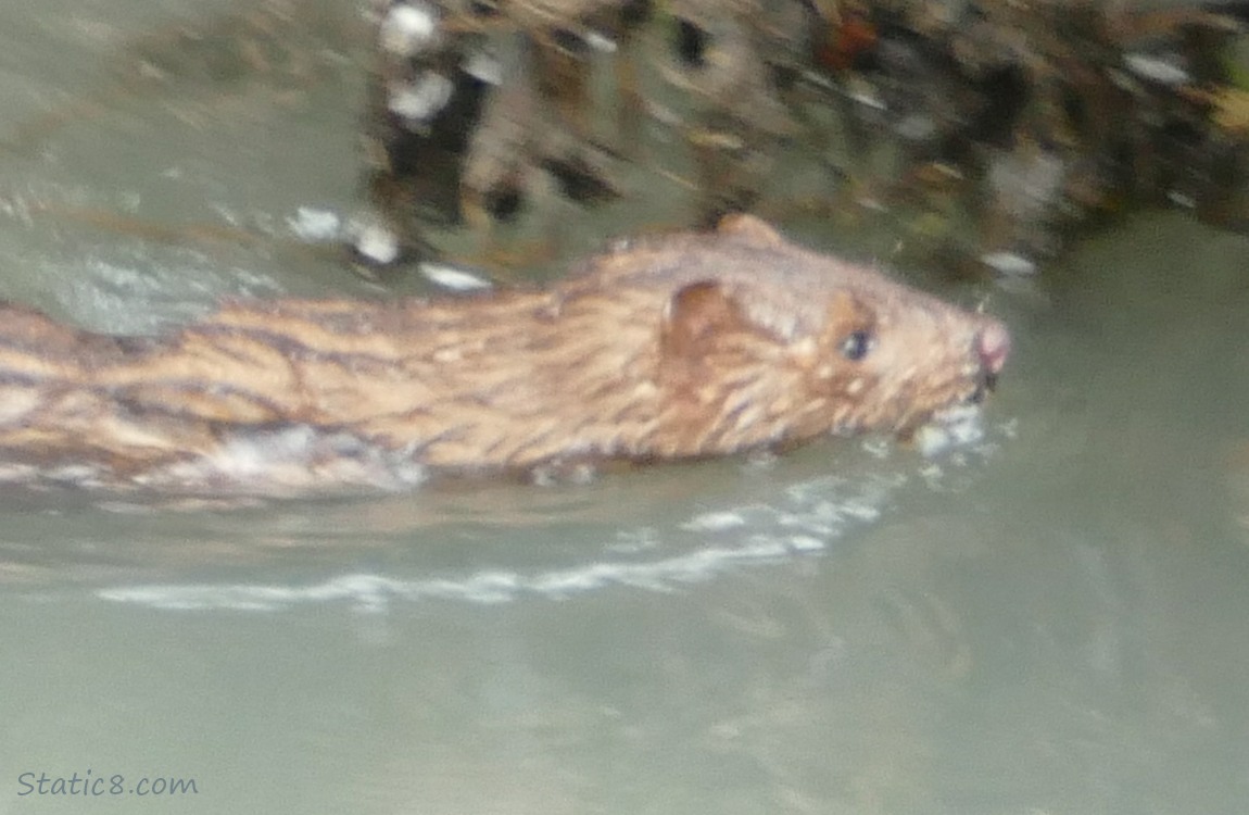 Blurry Mink swimming in the water