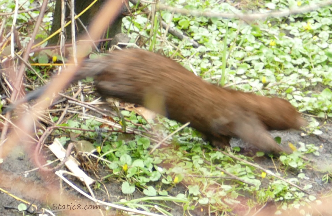 Very blurry mink running along the creek bank
