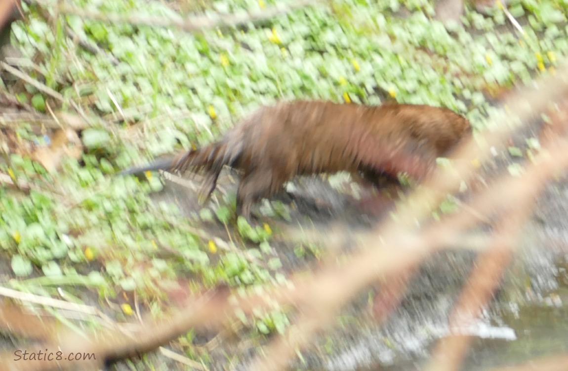 Blurry mink running along the creek bank