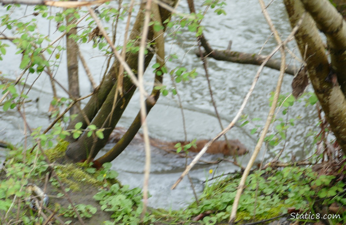 a Mink swims by in the creek behind sticks and brush on the bank