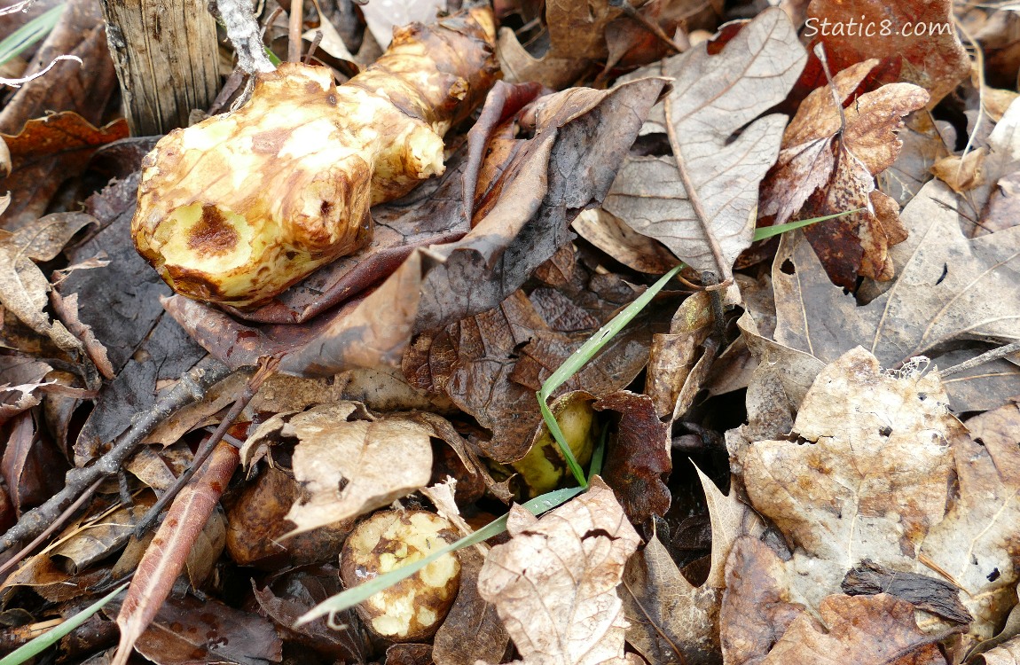 Sunchoke tubers laying on and in dead leaf mulch