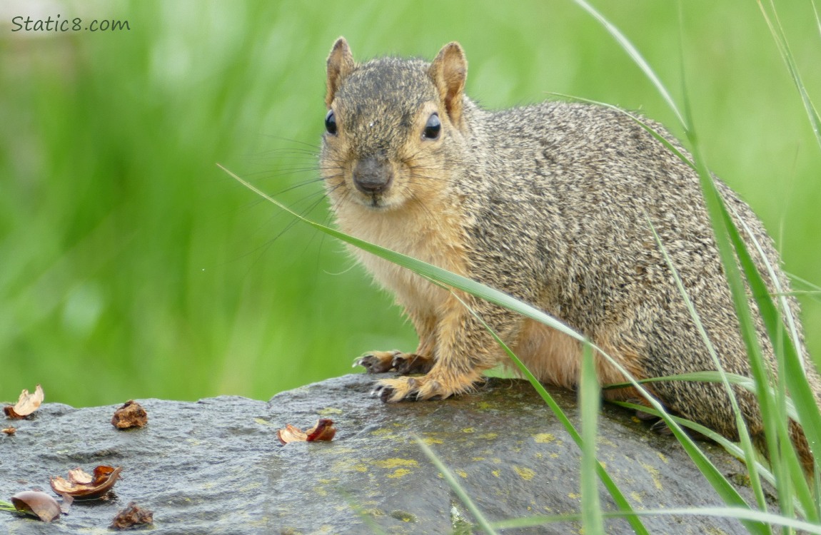 Eastern Fox Squirrel standing on a rock with broken nut shells in front of her