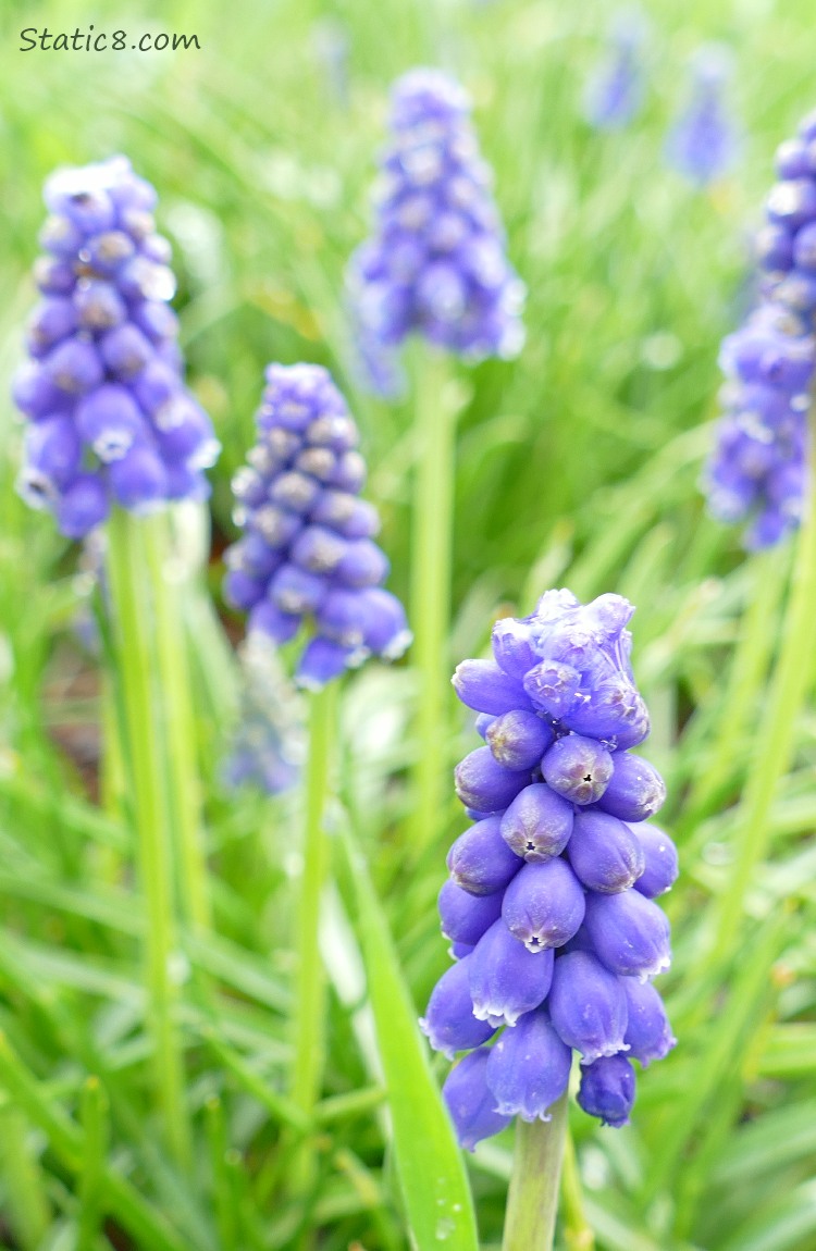 Grape Hyacinth blooms in the grass