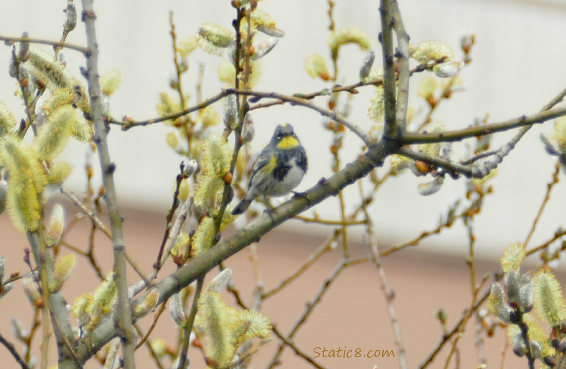 Yellow Rumped Warbler standing on a twig surrounded by blooming pussy willows