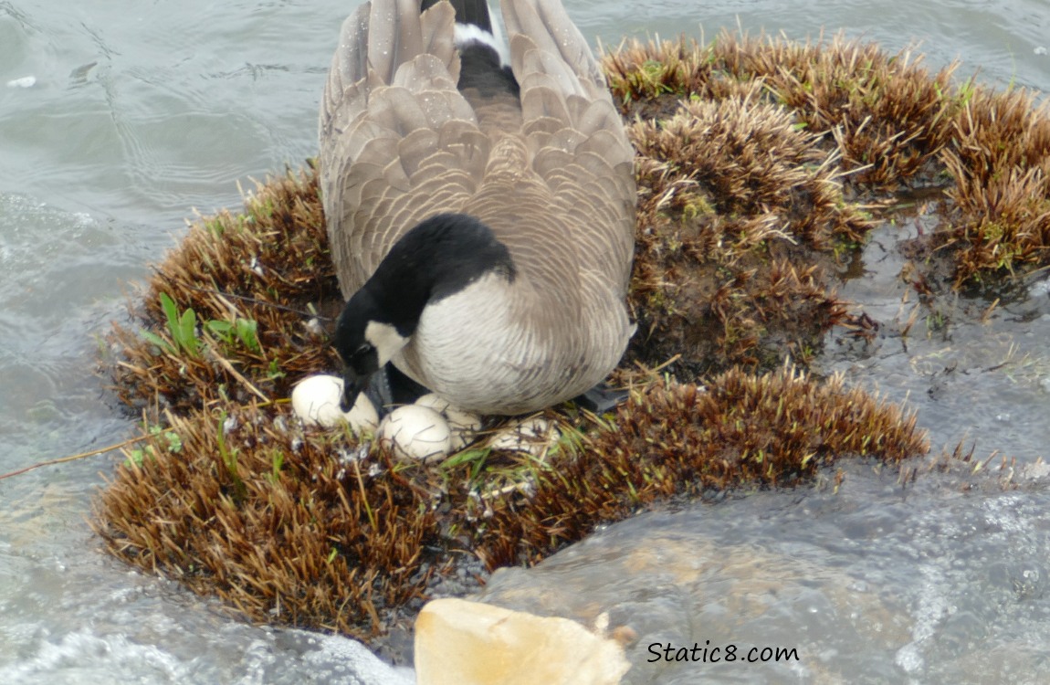 Canada Goose with eggs on a grassy knoll surrounded by water