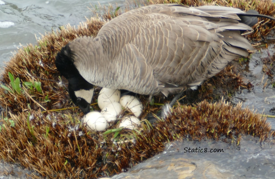 Canada Goose with eggs on a grassy knoll surrounded by water