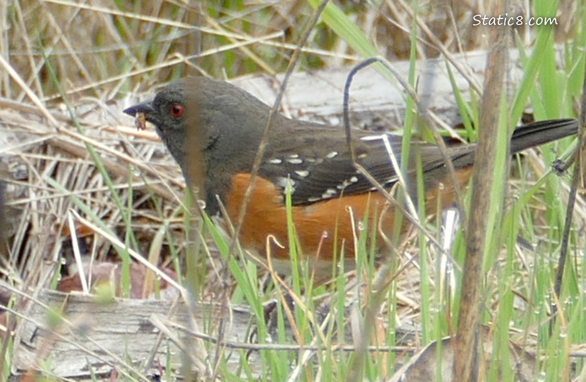 Spotted Towhee standing on the ground surrounded by grass and sticks