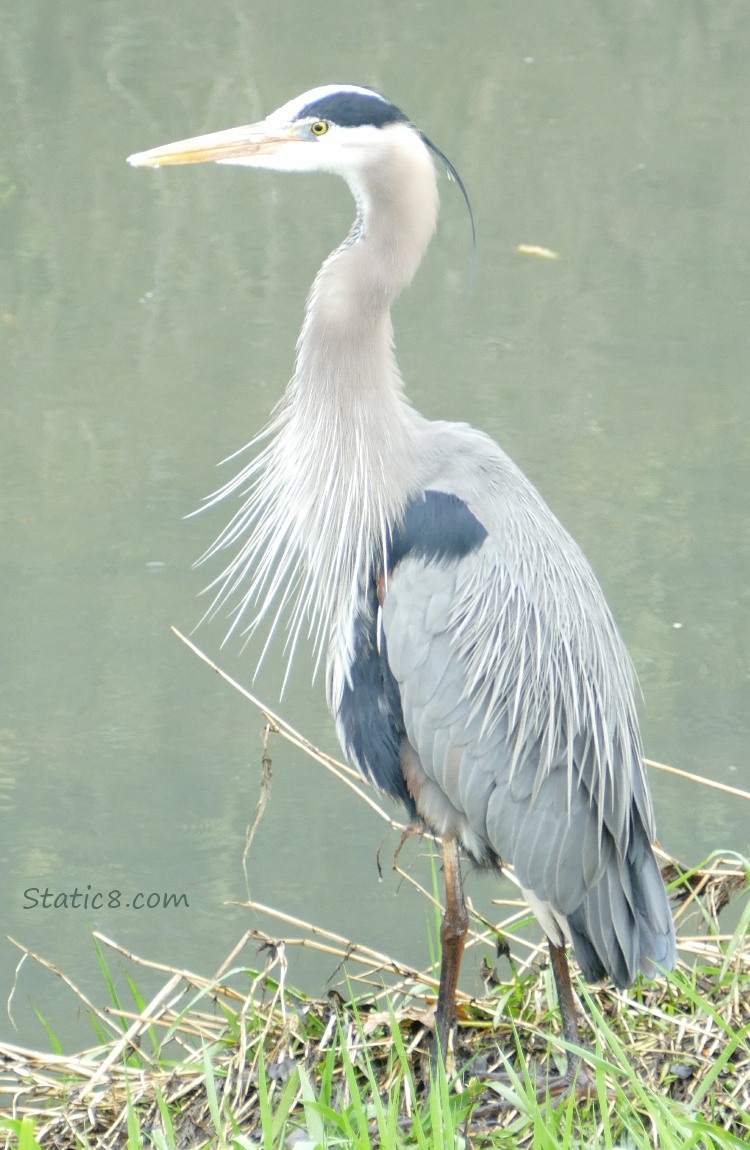 Great Blue Heron standing on the bank of the creek