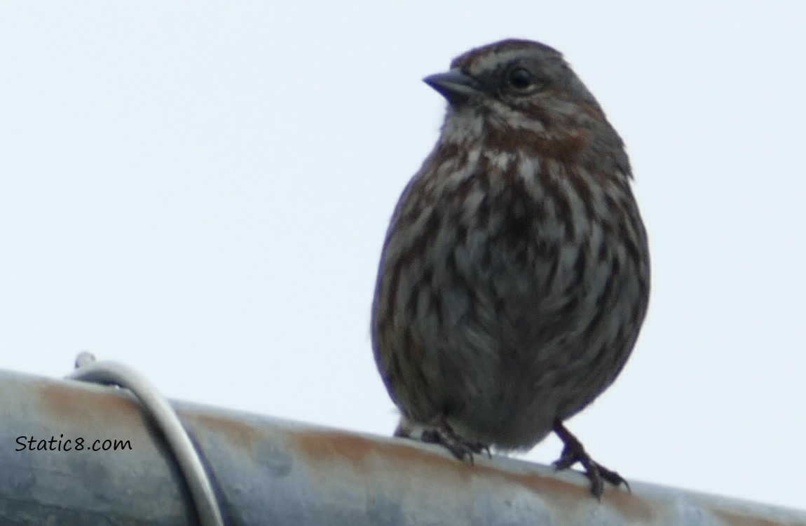Song Sparrow standing on a metal bar
