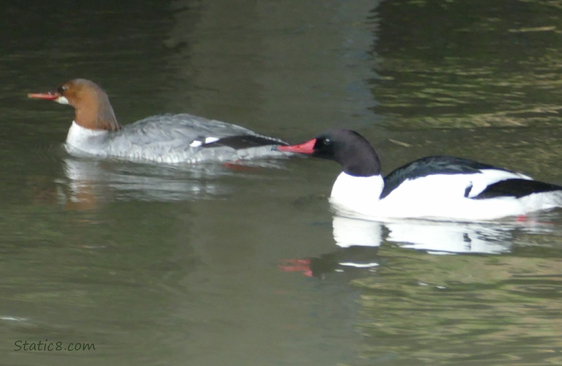 pair of Common Mergansers on the water