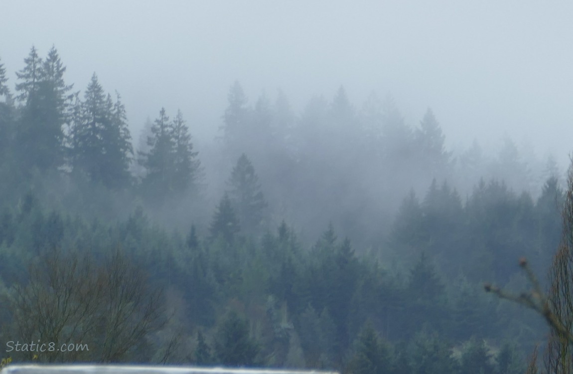 foggy Douglas Firs on the hill