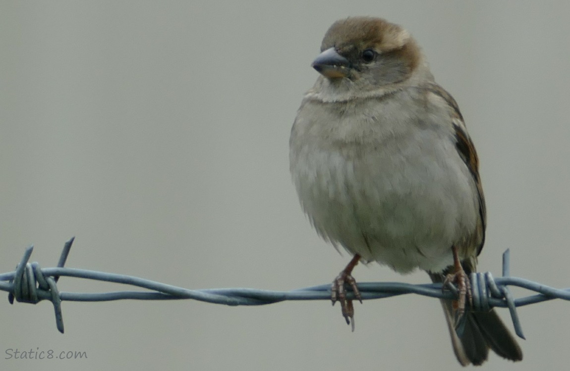 Female House Sparrow standing on a barbed wire