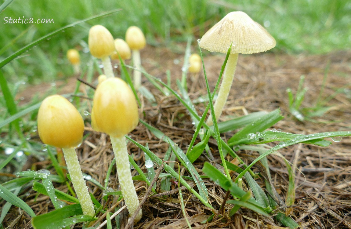yellow mushrooms growing in the grass