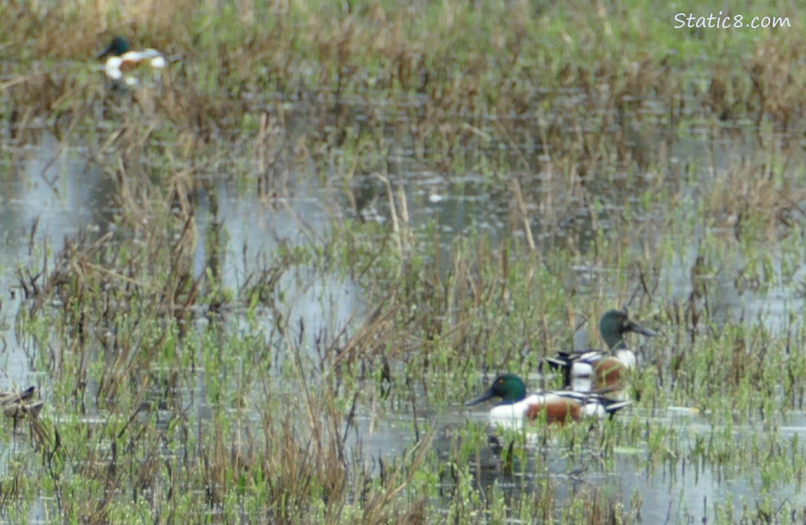 a couple Northern Shovelers wading in the grass