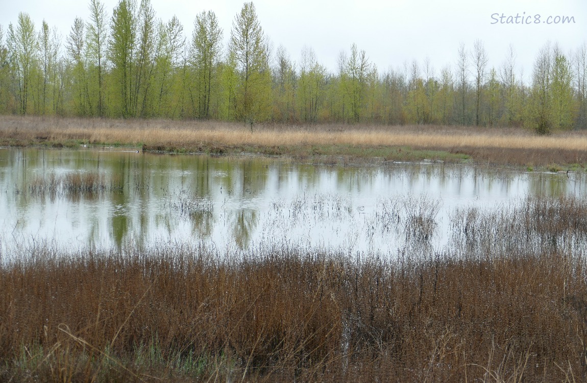 pond surrounded with grasses and trees in the distance