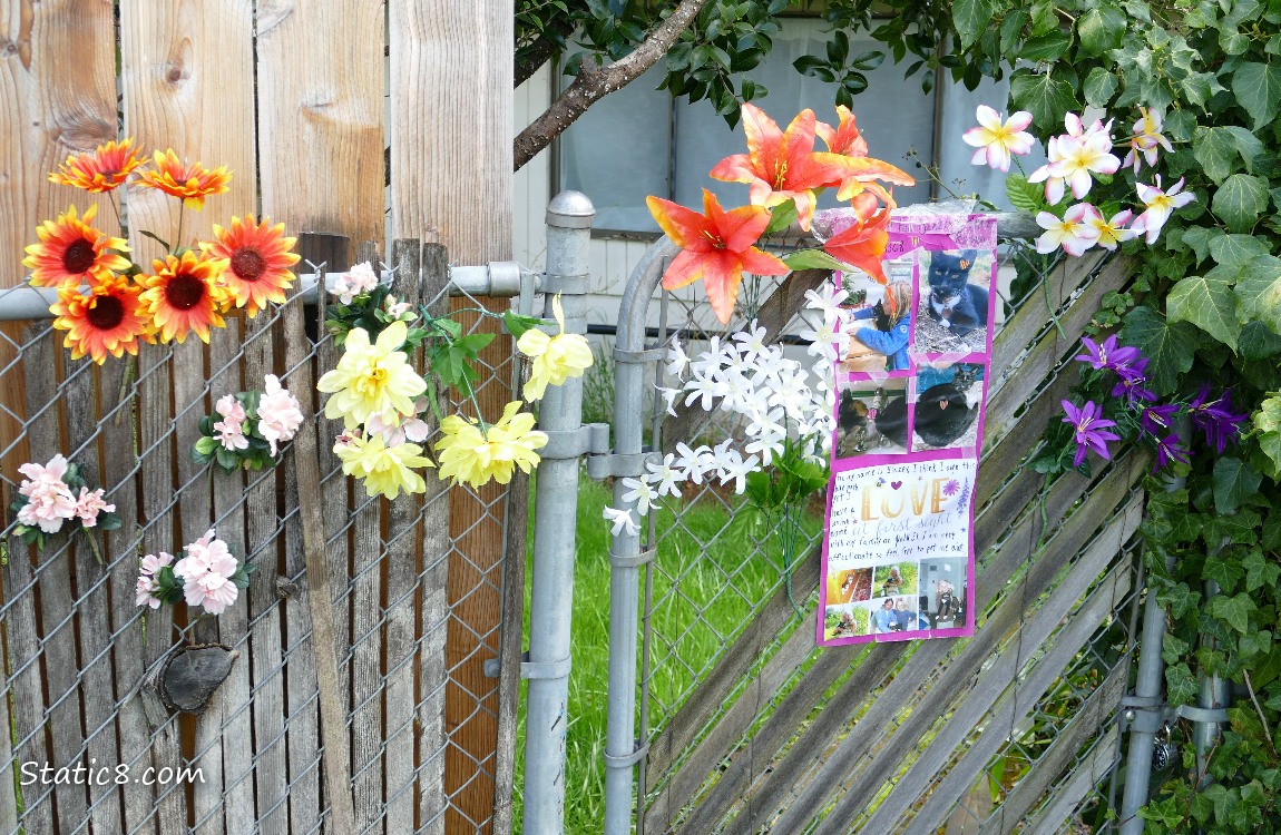 Colourful plasic flowers on a fence and a sign with cat photos that says LOVE