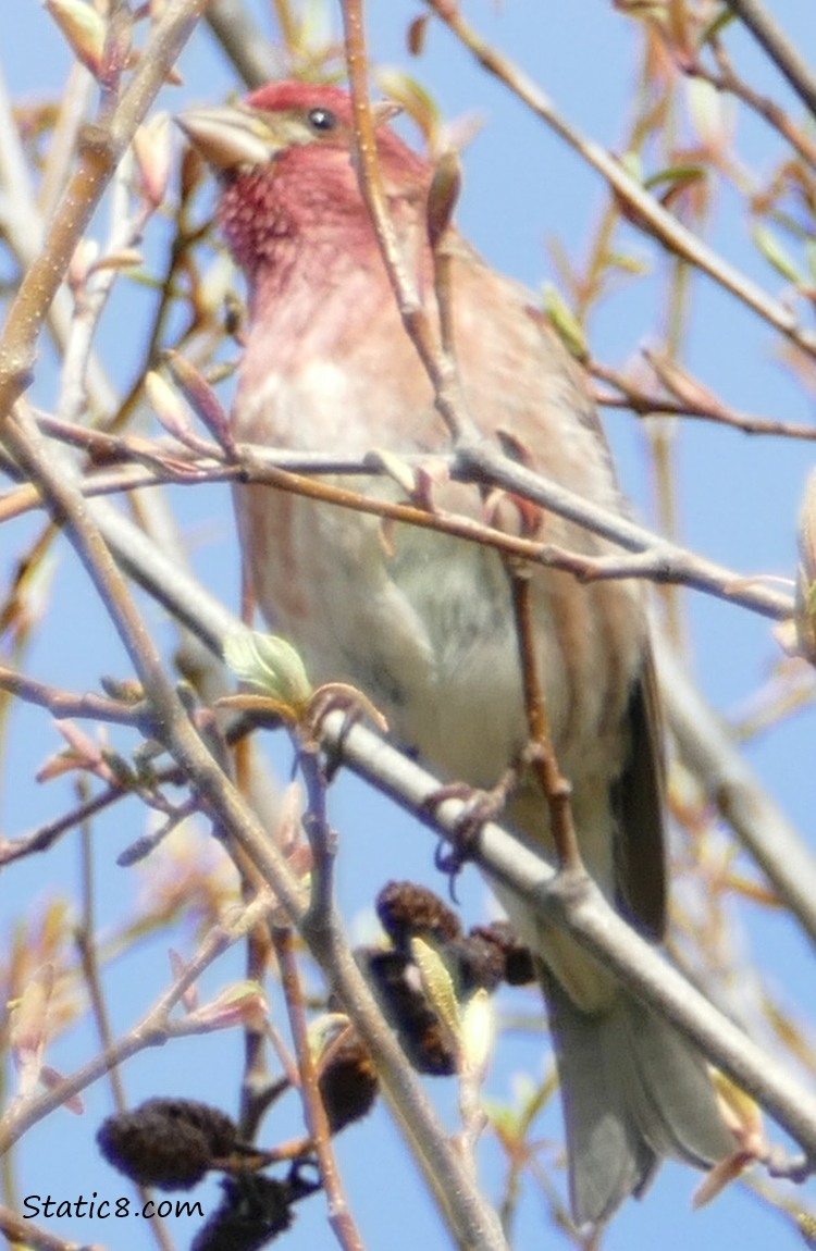 House Finch standing on a twig