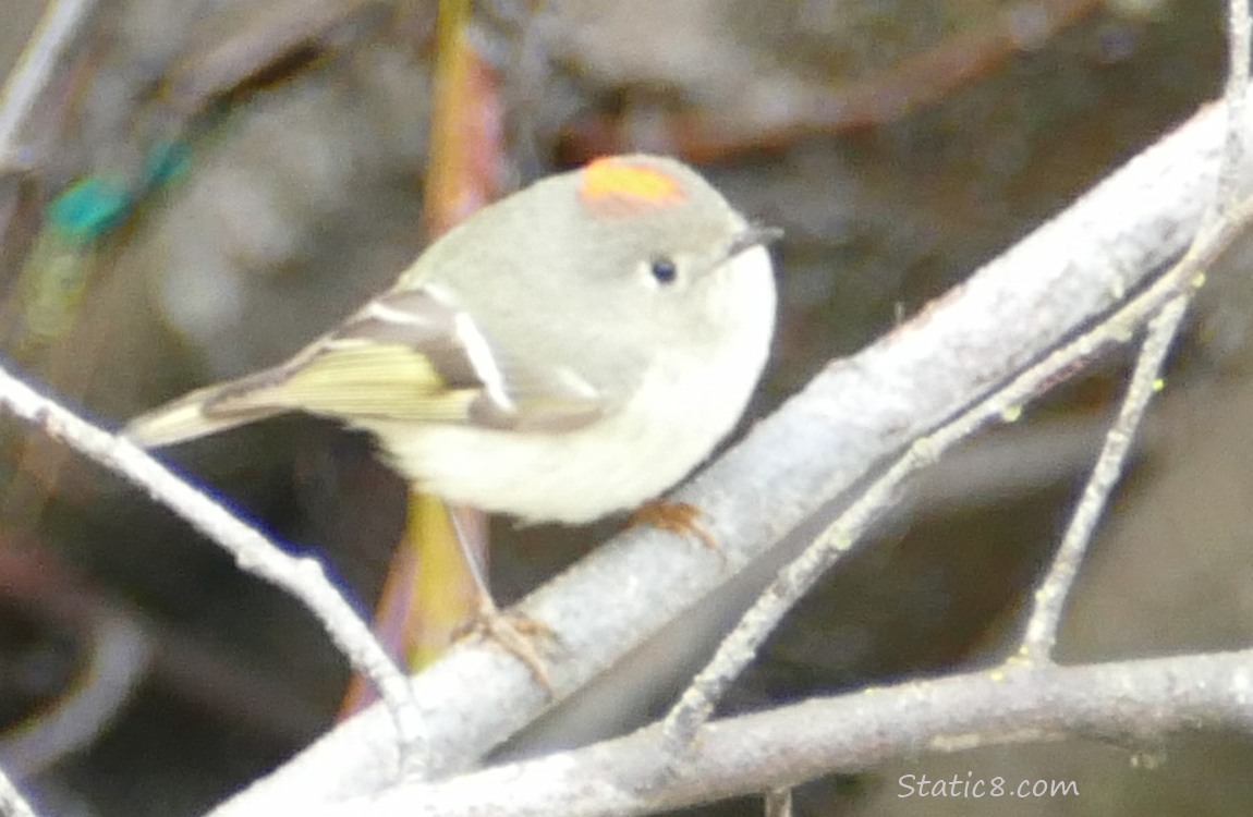 Ruby Crown Kinglet standing on a branch with orange crown exposed