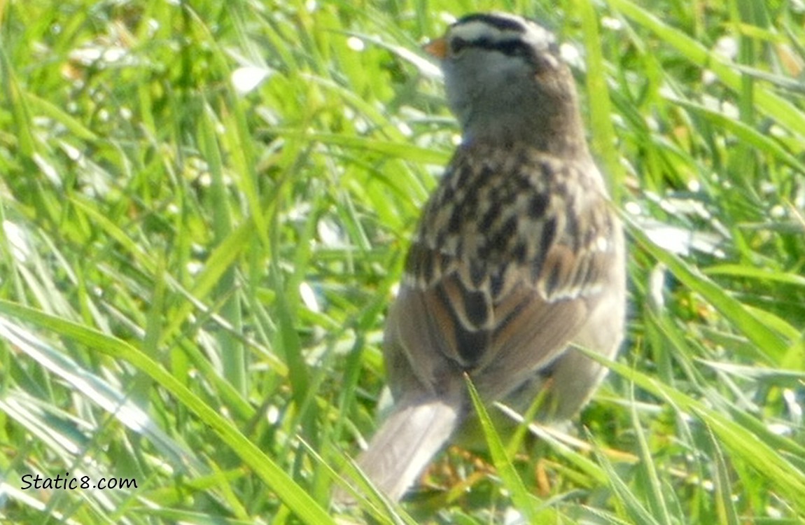White Crown Sparrow standing in the grass