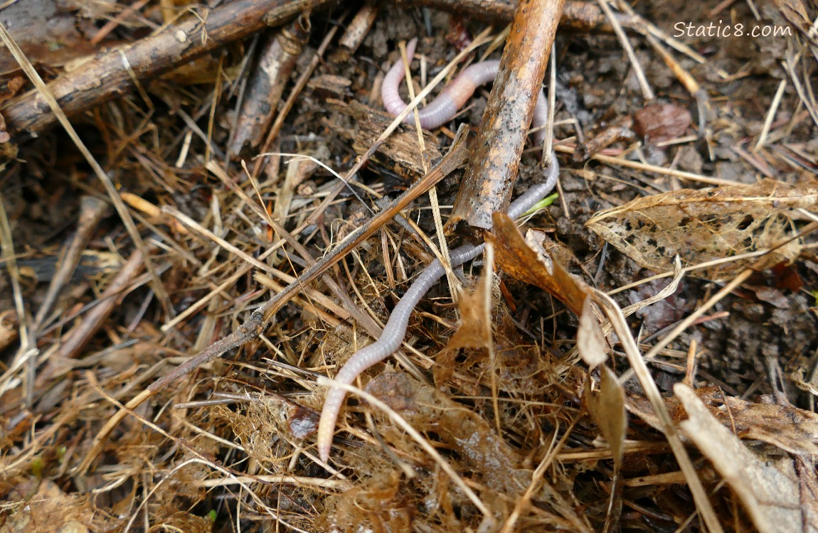 Earthworm on the ground, surrounded by dead grass and leaves