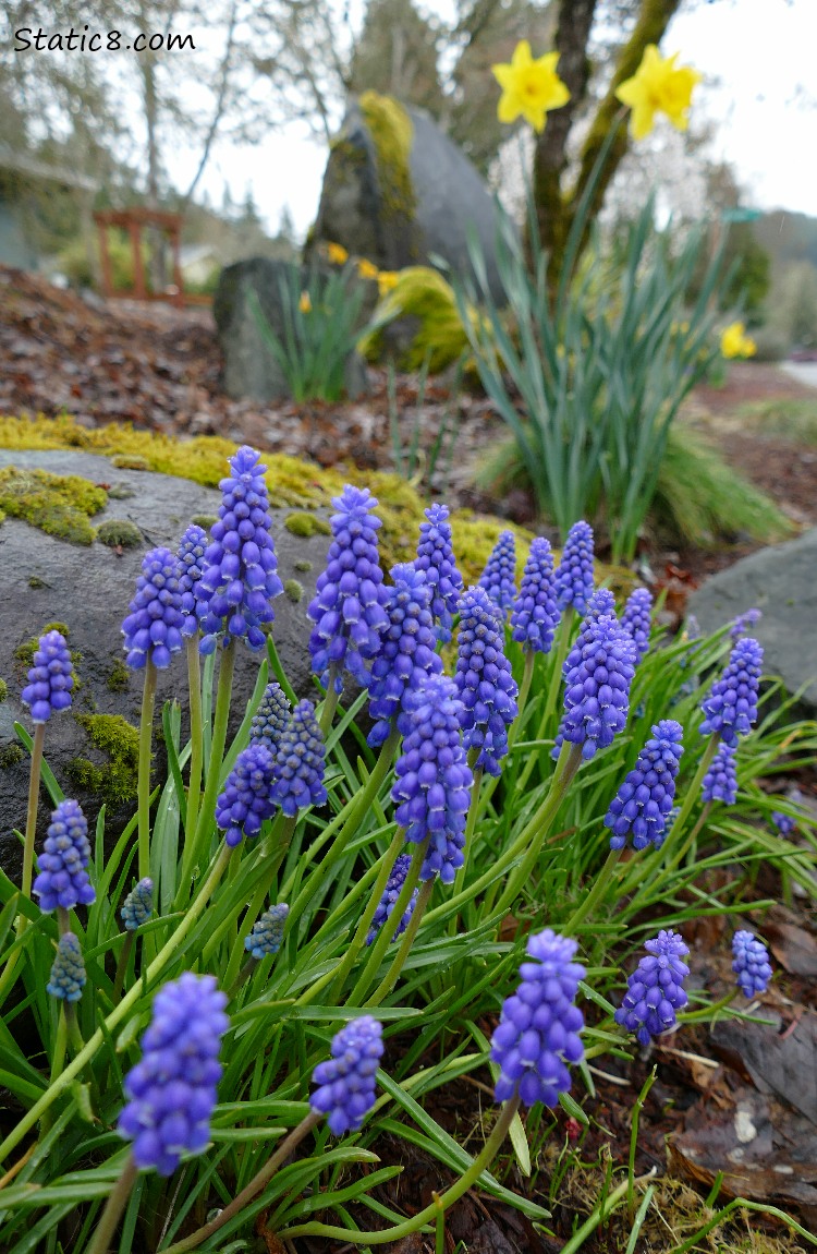 Grape Hyacinths with Daffodils in the background