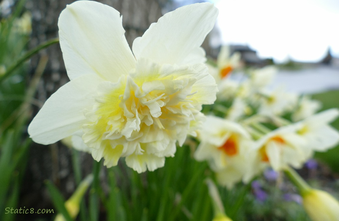 Frilly narcissus blooms