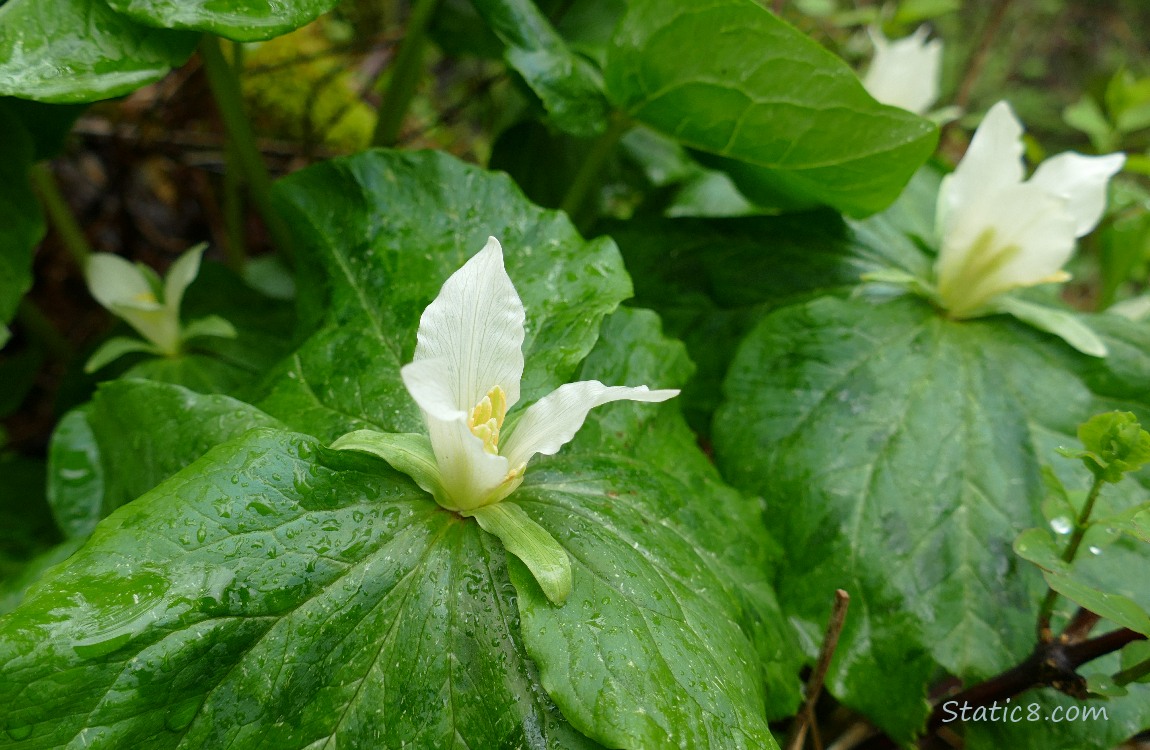 Trillium blooms