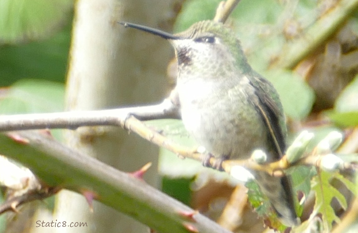 female Anna Hummingbird standing on a twig
