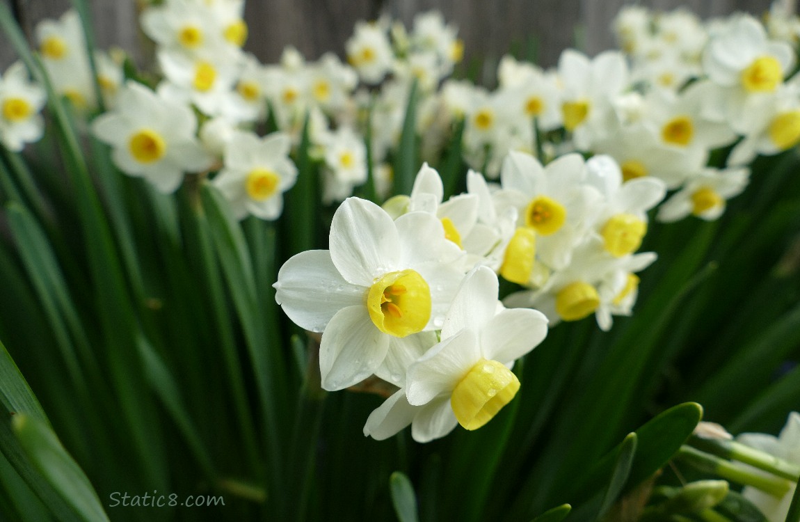Narcissus blooms