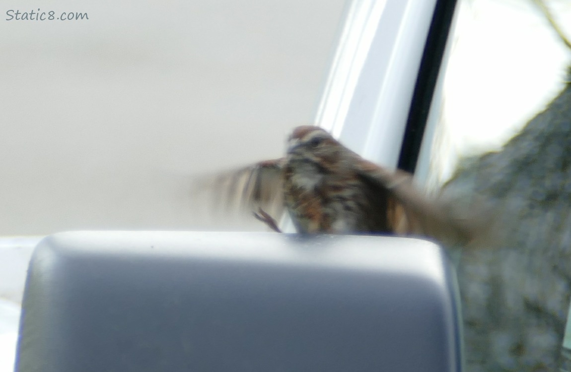 Song Sparrow flies to perch on the rear view mirrow