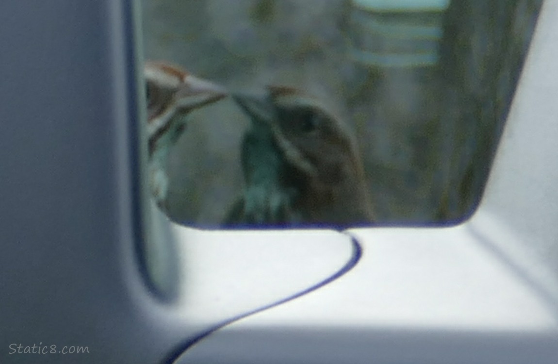 Song Sparrow looking at reflection in truck window