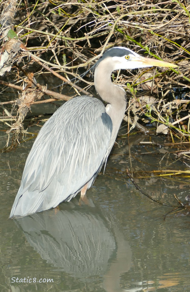 Great Blue Heron standing in water near the bank of the creek