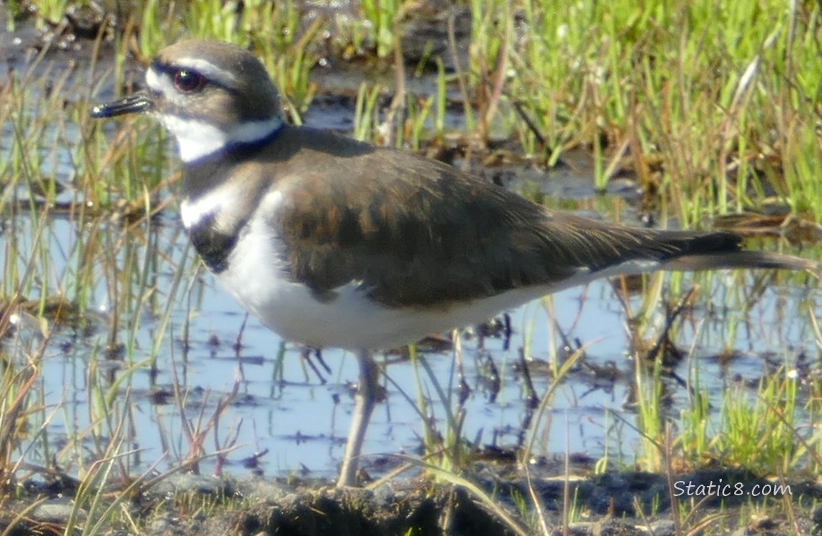 Killdeer standing in a grassy puddle