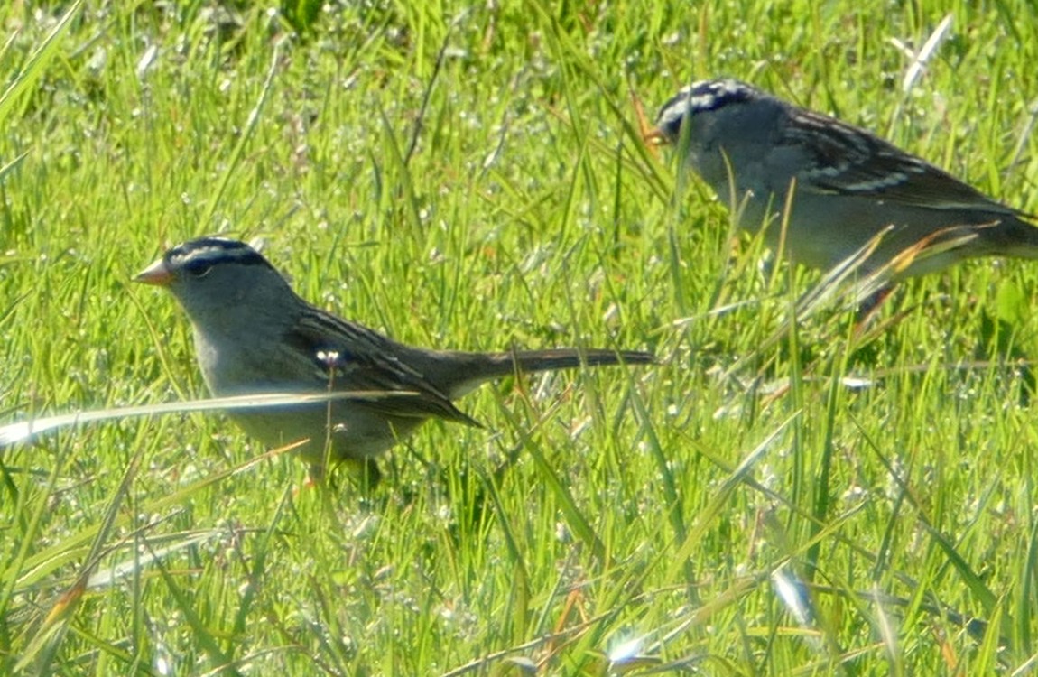 White Crown Sparrows standing in grass