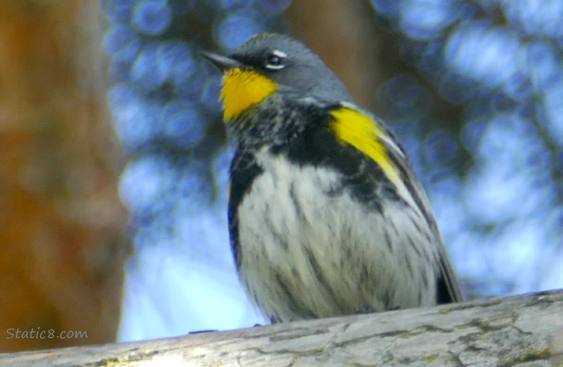 Yellow Rump Warbler standing on a branch