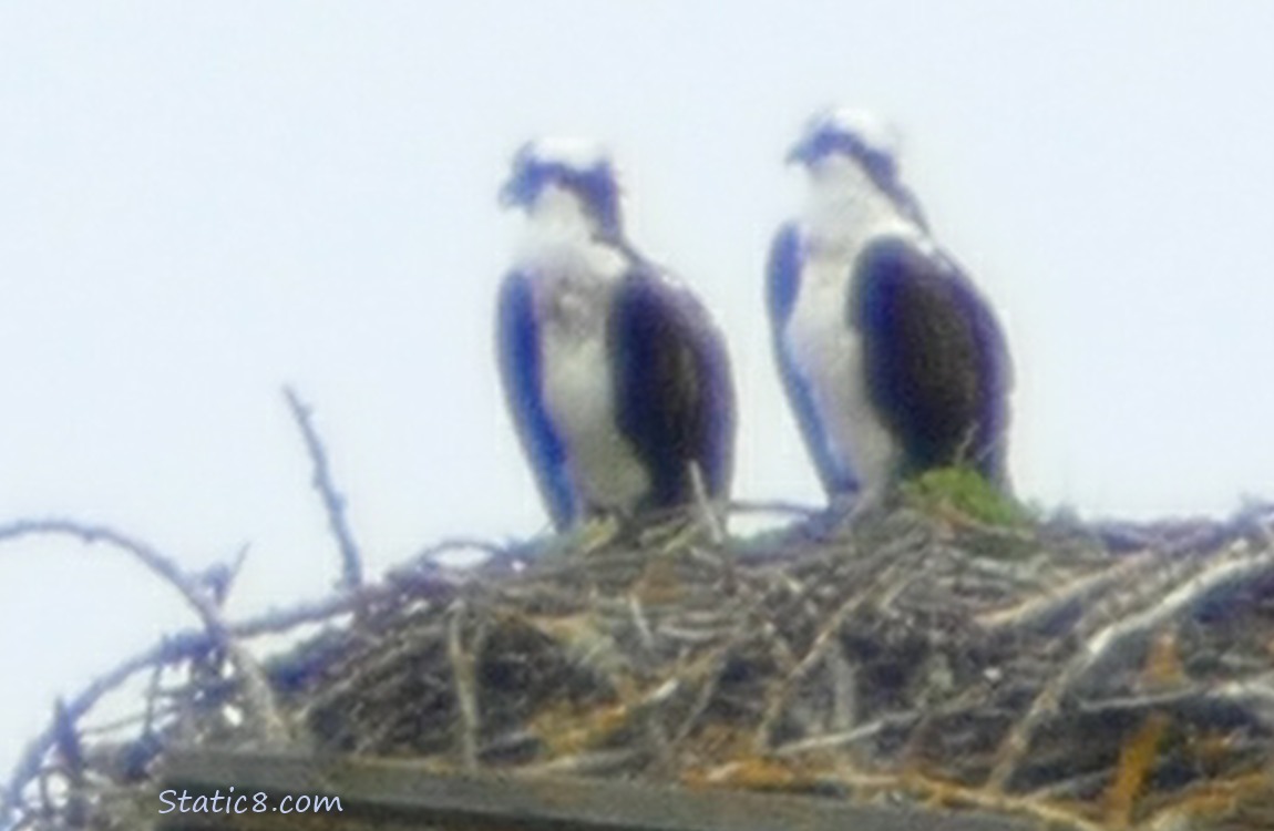 a pair of Ospreys standing on a nest