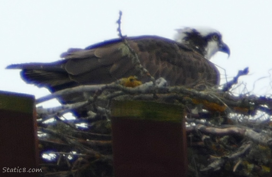 Osprey standing in a nest