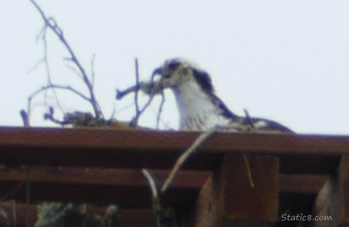 Osprey standing in a nest with a stick in their beak