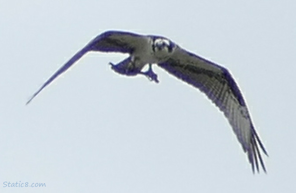 Osprey flying with a stick in their talons