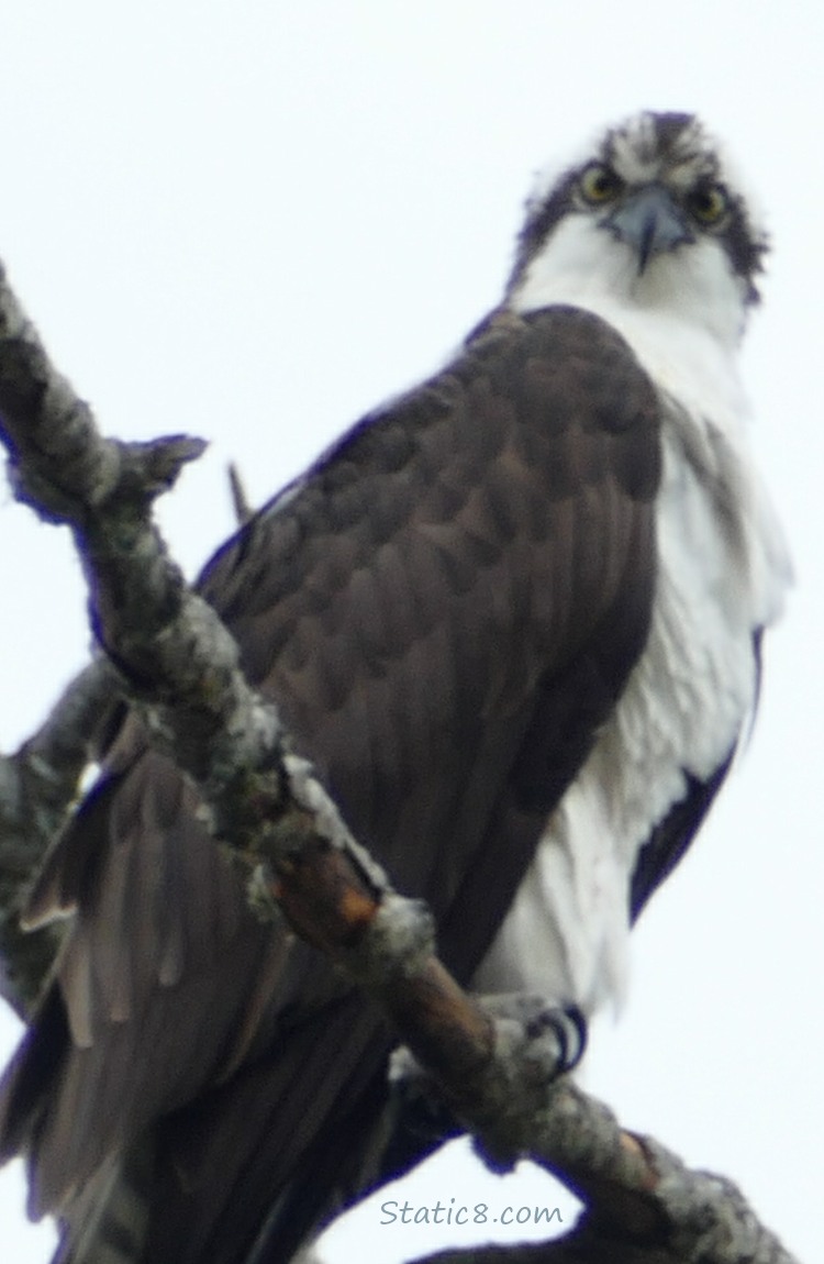 Osprey standing on a branch, looking down at the camera!
