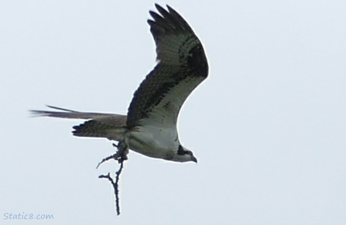 Osprey flying with a stick in their talons