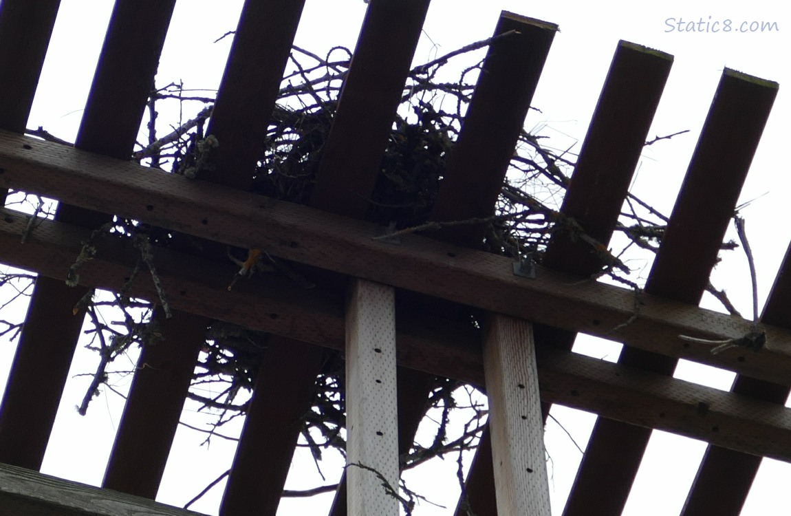 Looking up thru a platform to see an osprey nest