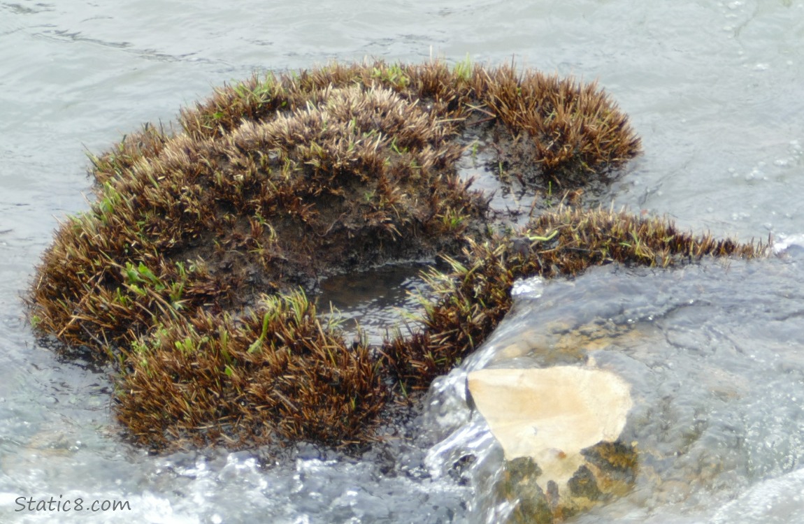 small island of grass in a river