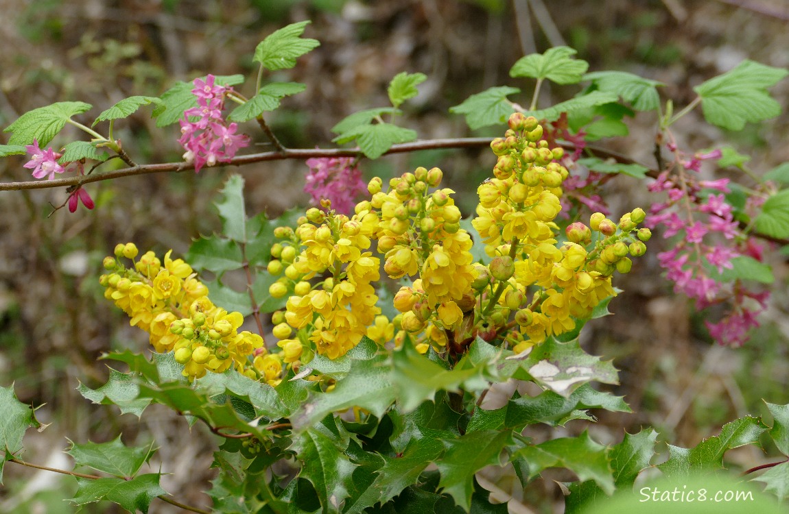 yellow Oregon Grape blooms in front of pink Red Flowering Currant blooms