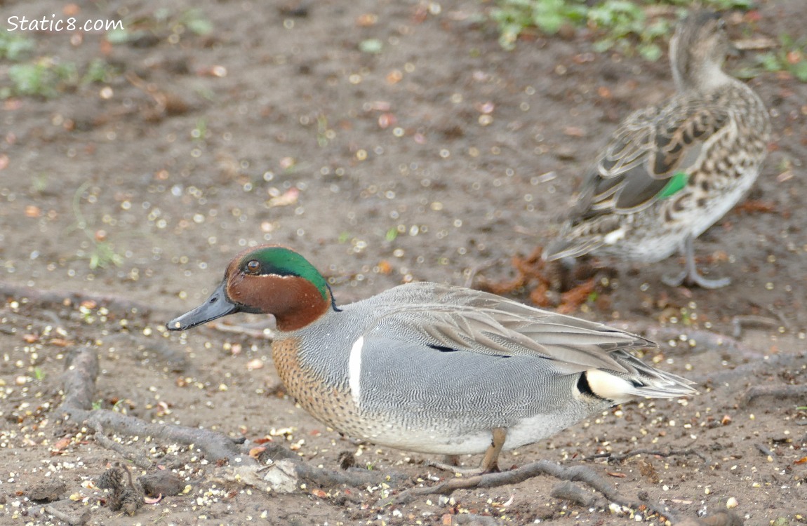 a pair of Green Wing Teals standing on the dirt