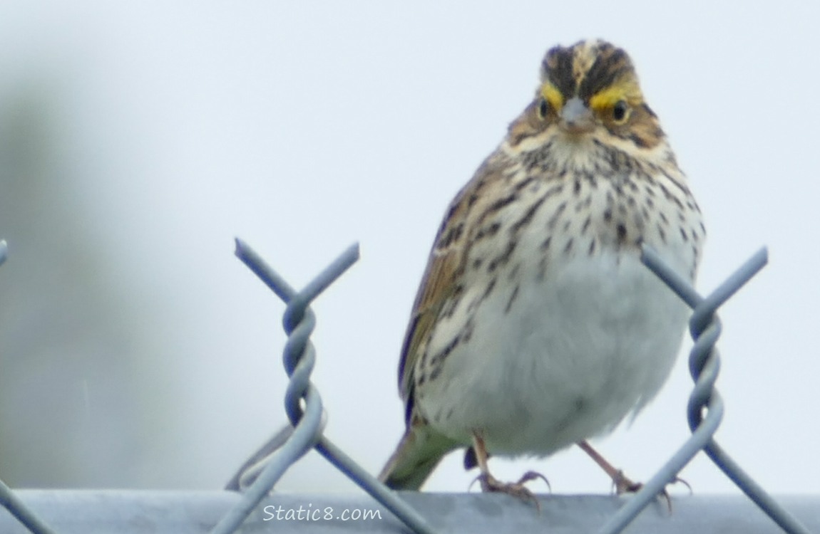 Savannah Sparrow standing on a fence
