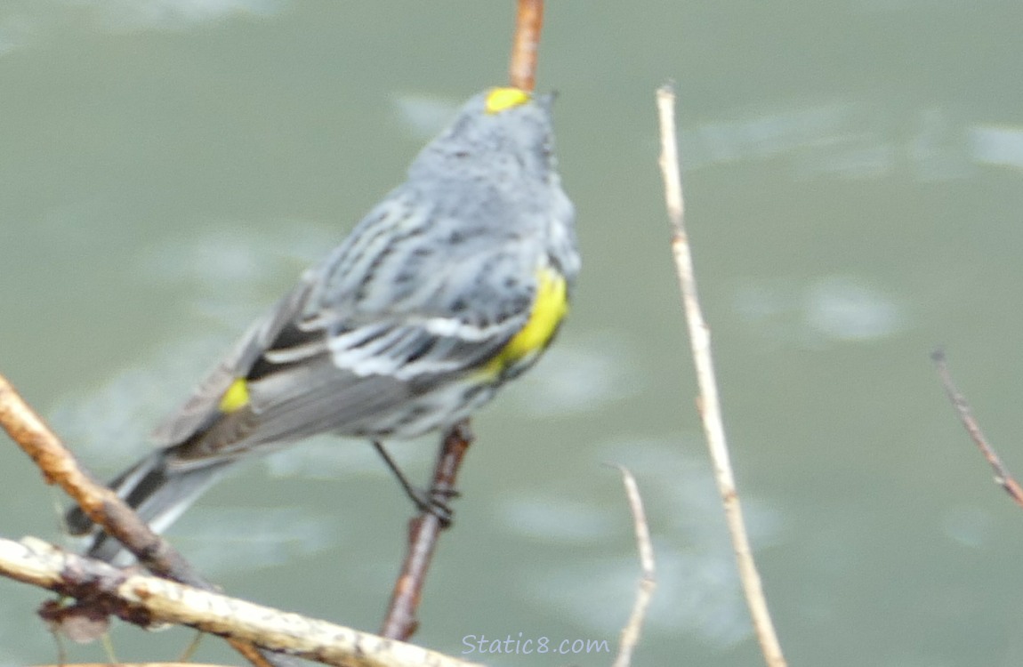 a Yellow Rump Warbler standing on a twig, looking away